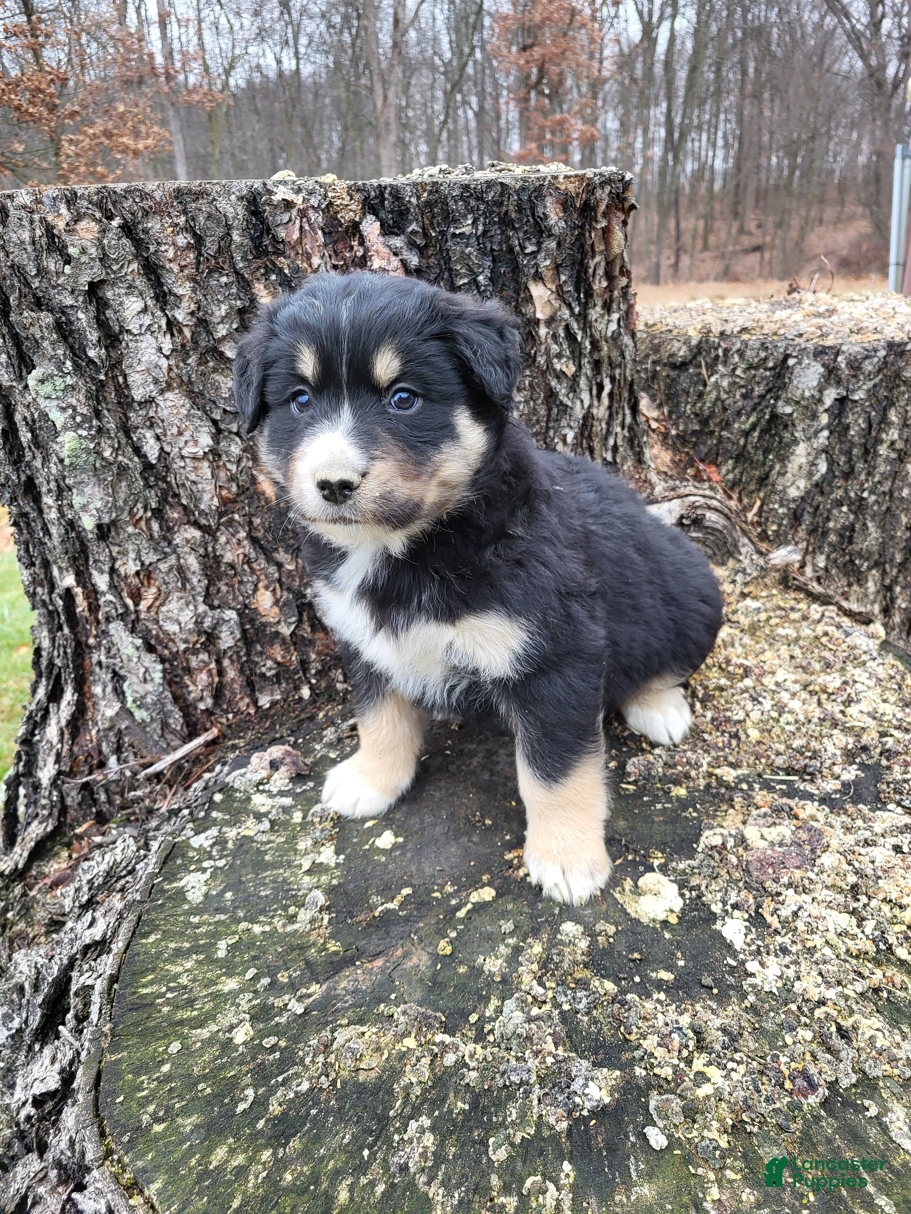 Mixed Breed dogs Pete - Ad 40