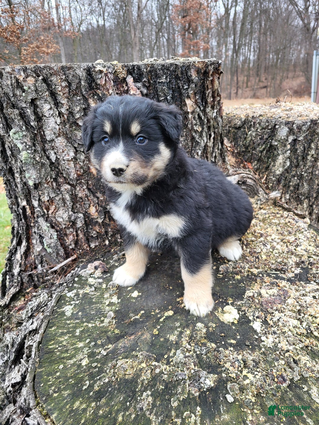 Mixed Breed dogs for sale: Pete - Ad 1