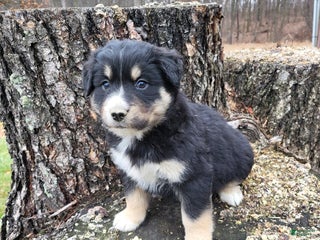 Mixed Breed dogs Pete - Ad 40