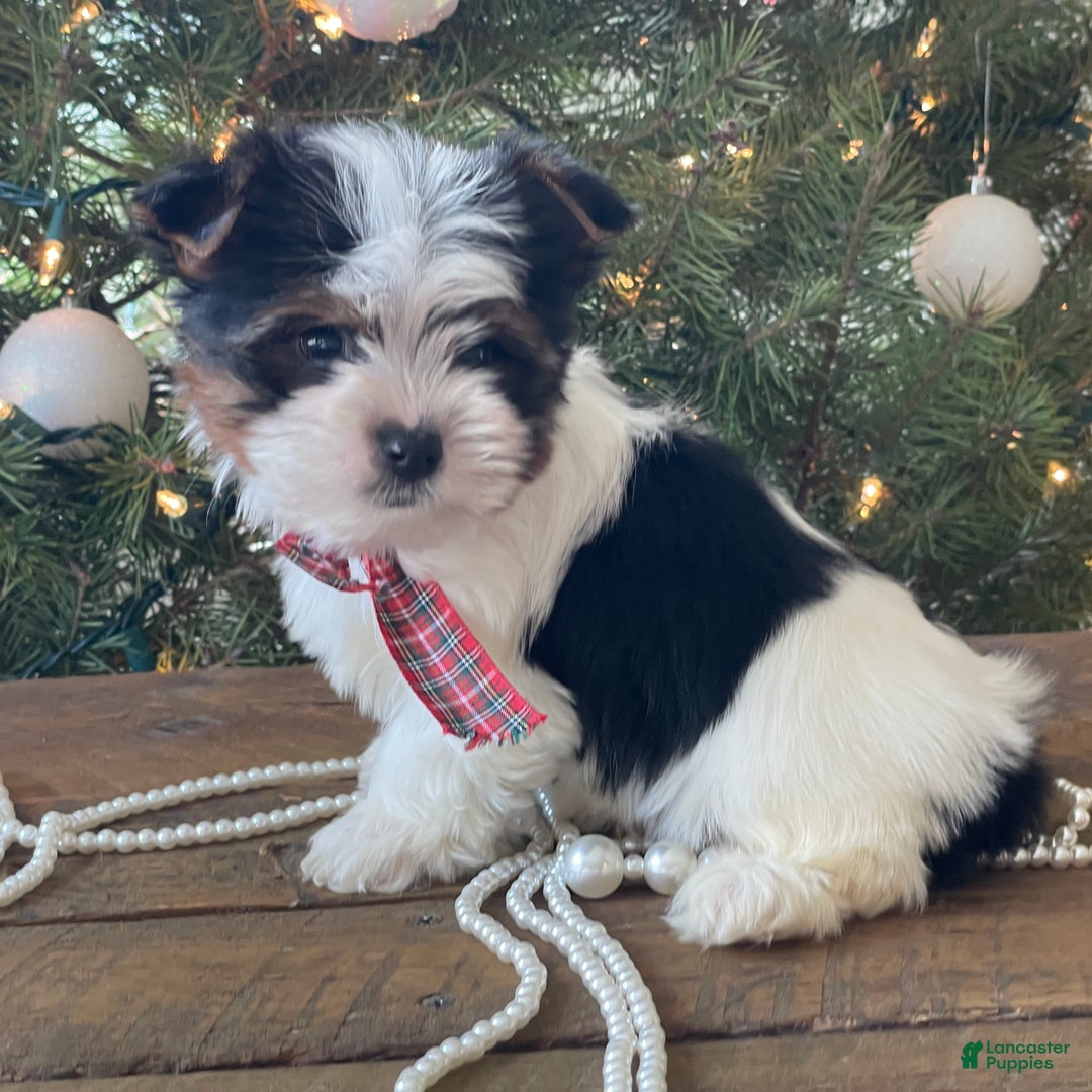 Mixed Breed dogs for sale: Buttercup - Ad 13