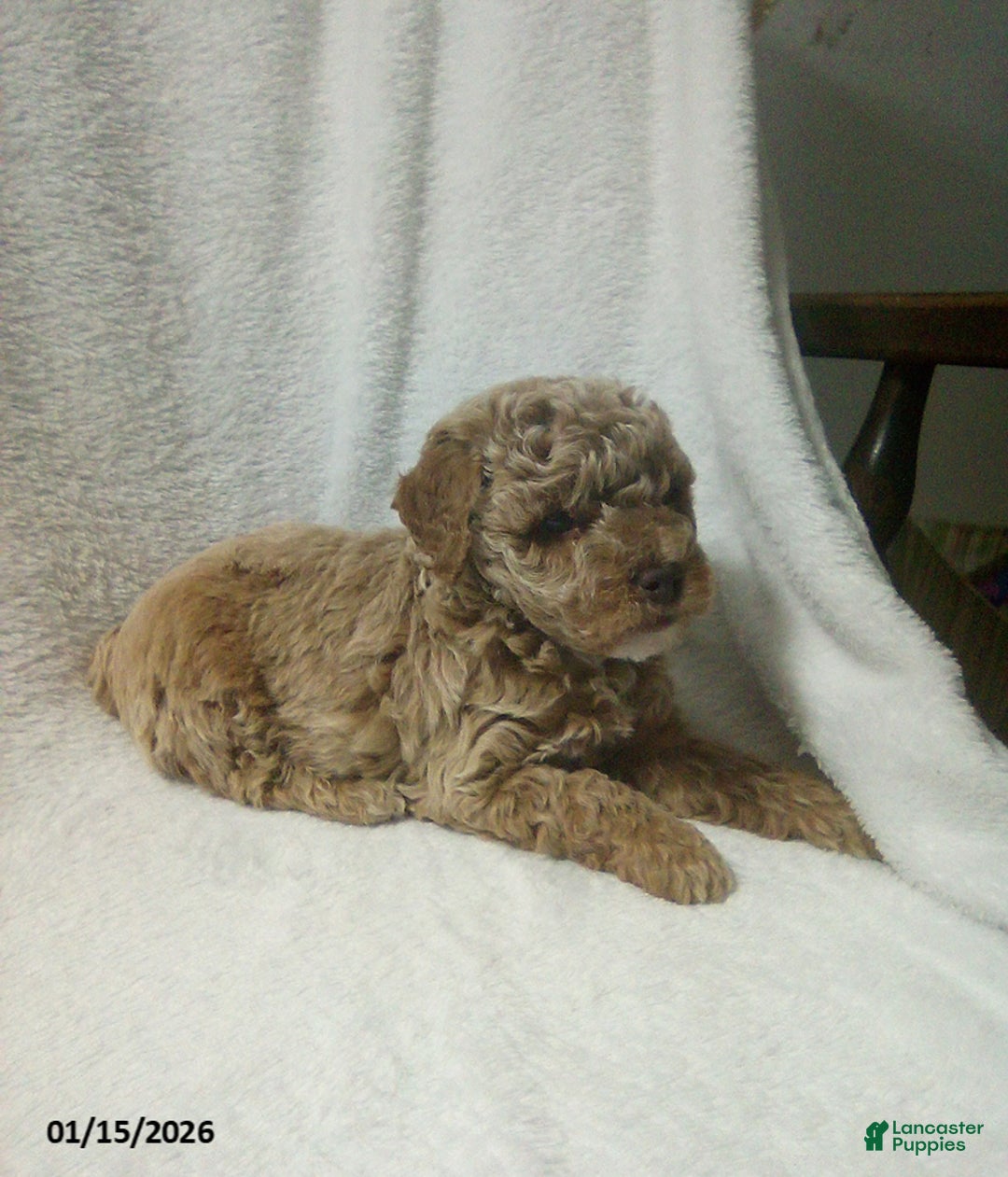 Toy Poodle dogs for sale: Elmo - Ad 8