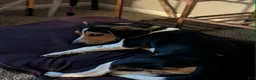 Beagle dogs for sale: Beagle 1 - Ad 3