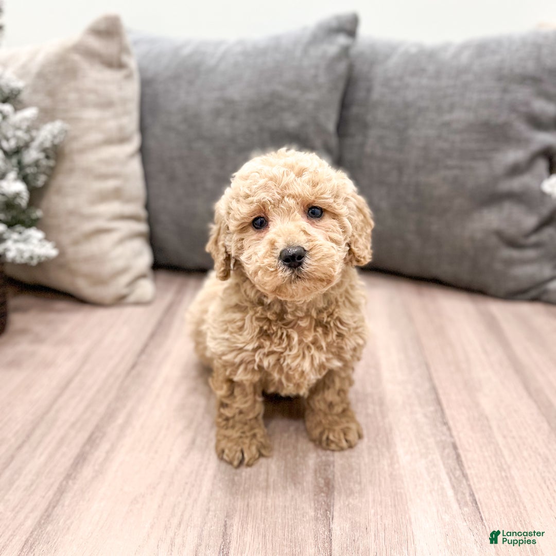 Goldendoodle dogs for sale: Benji - Ad 2