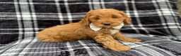 Cockapoo dogs for sale: Cupid - Ad 5