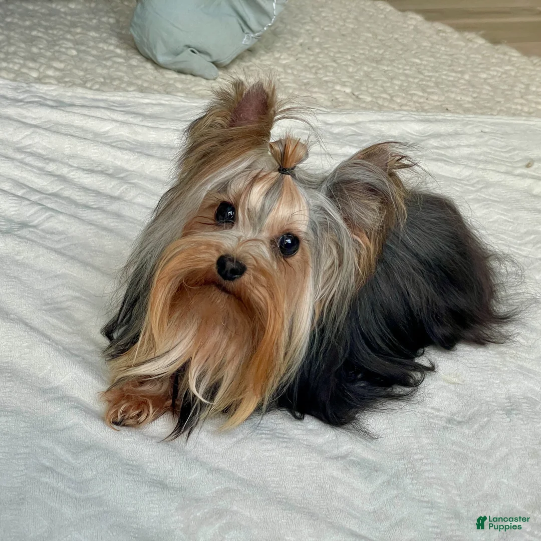 Biewer Terrier dogs for sale: Izzy - Ad 14