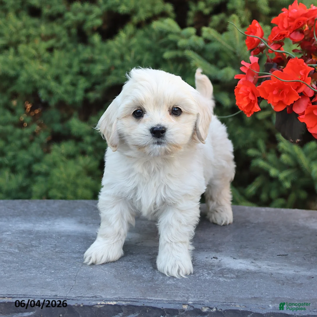 Mixed Breed dogs for sale: Frisky - Ad 1