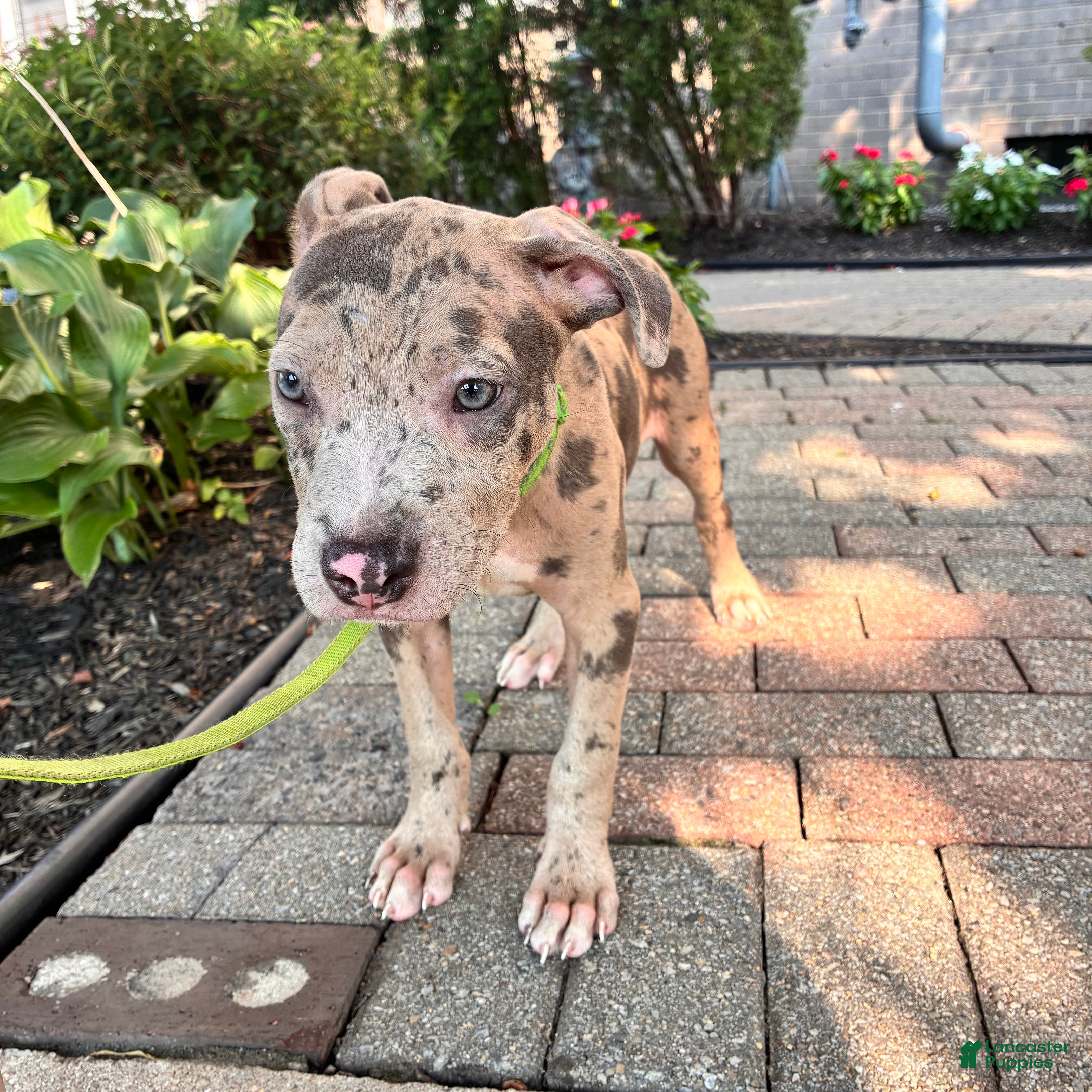 Mixed Breed dogs Mixed Breed 2 - Ad 2
