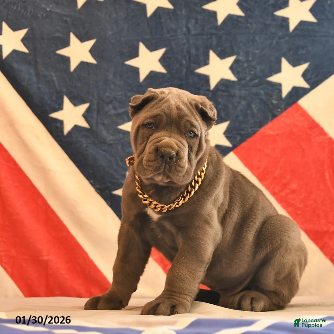 Cane Corso dogs for sale: Isaiah  - Ad 1
