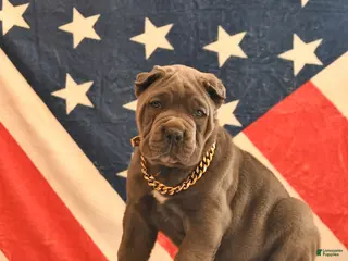 Cane Corso dogs Isaiah - Ad 16