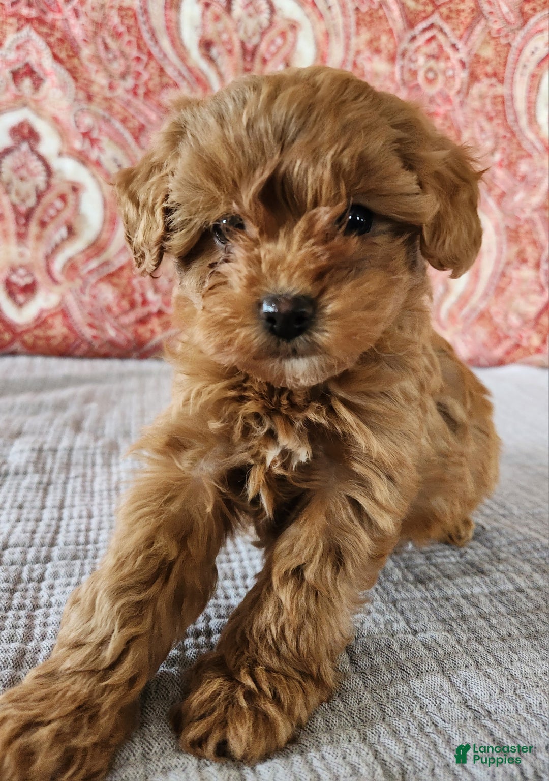 Mini Goldendoodle dogs for sale: Kate - Ad 5