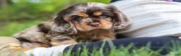 Cocker Spaniel dogs for sale: Asher - Ad 4