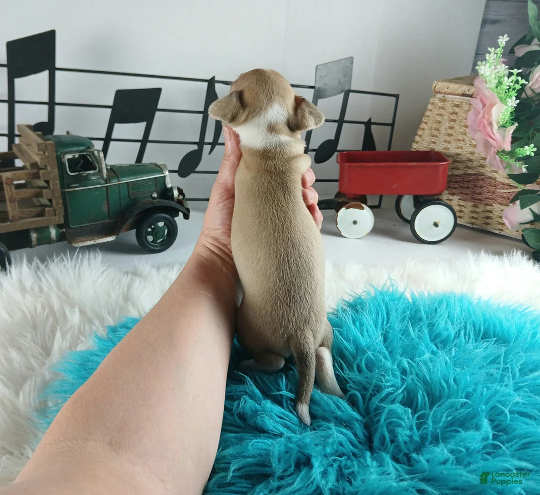 Chihuahua dogs for sale: Cece's fawn/white boy, NATIONWIDE DELIVERY  - Ad 7