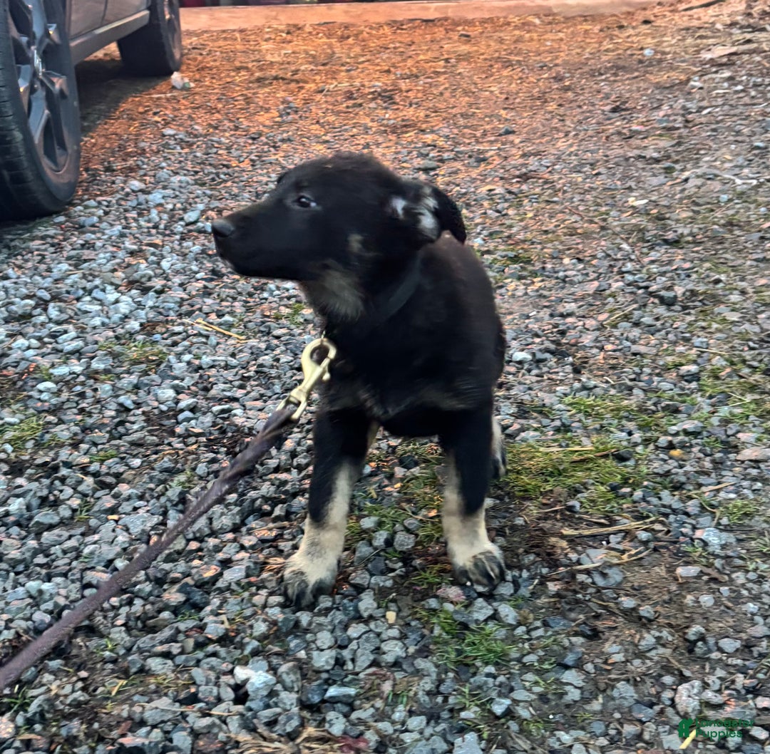 German Shepherd dogs for sale: Roxy - Ad 3