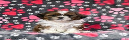 Shih Tzu dogs for sale: Ozzie - Ad 2