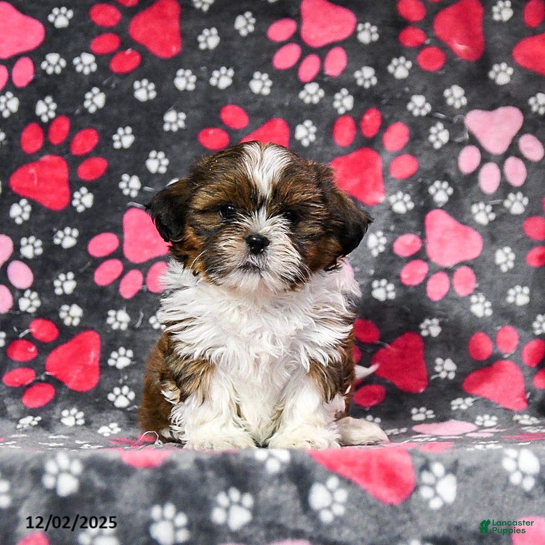 Shih Tzu dogs for sale: Ozzie - Ad 2