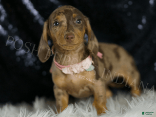Miniature Dachshund dogs - Ad 36
