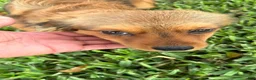 Mixed Breed dogs for sale: Mixed Breed 2 - Ad 4