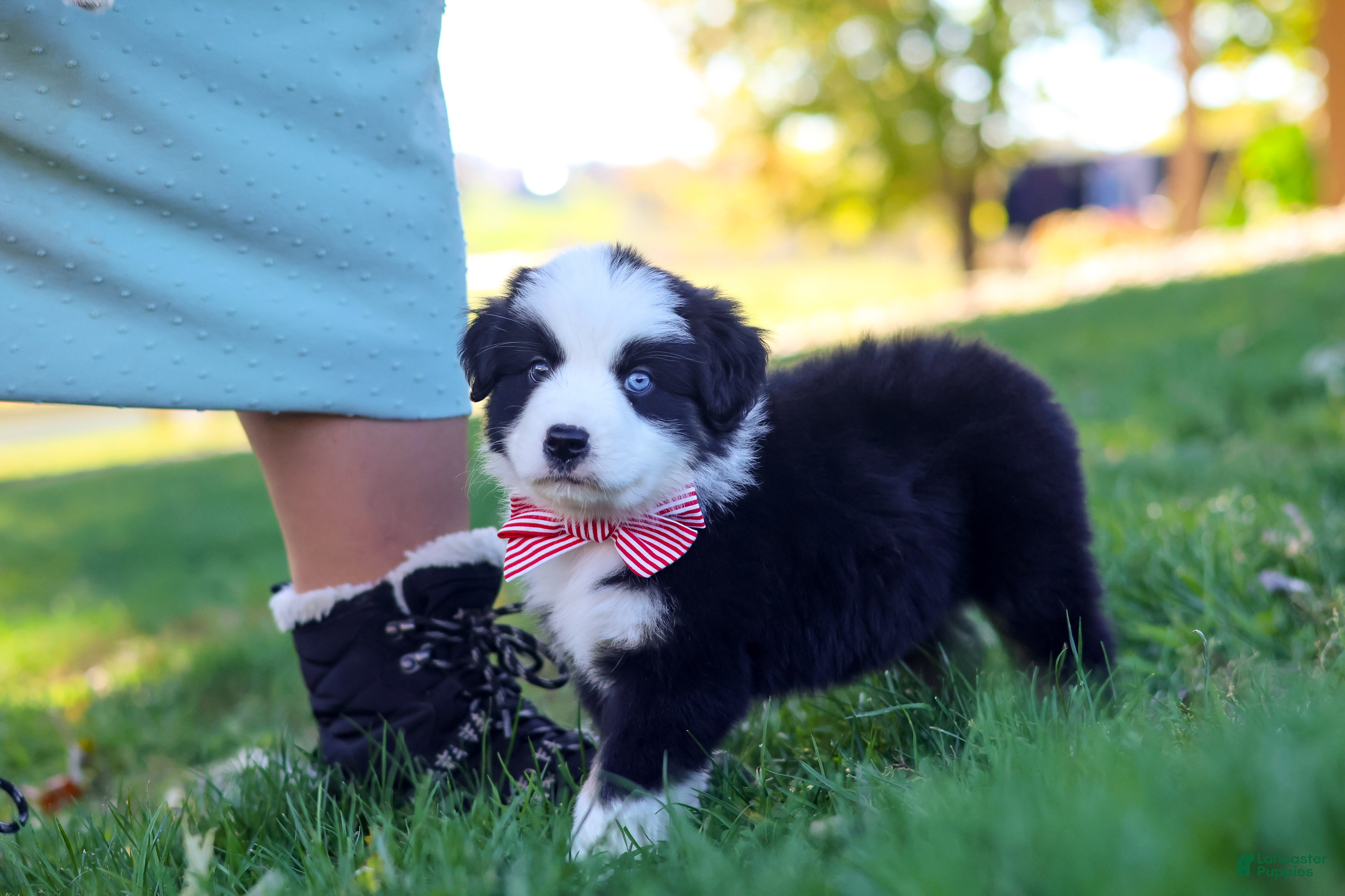 Miniature Australian Shepherd dogs for sale: Ricochet - Ad 2