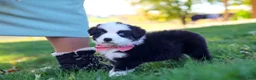 Miniature Australian Shepherd dogs for sale: Ricochet - Ad 2