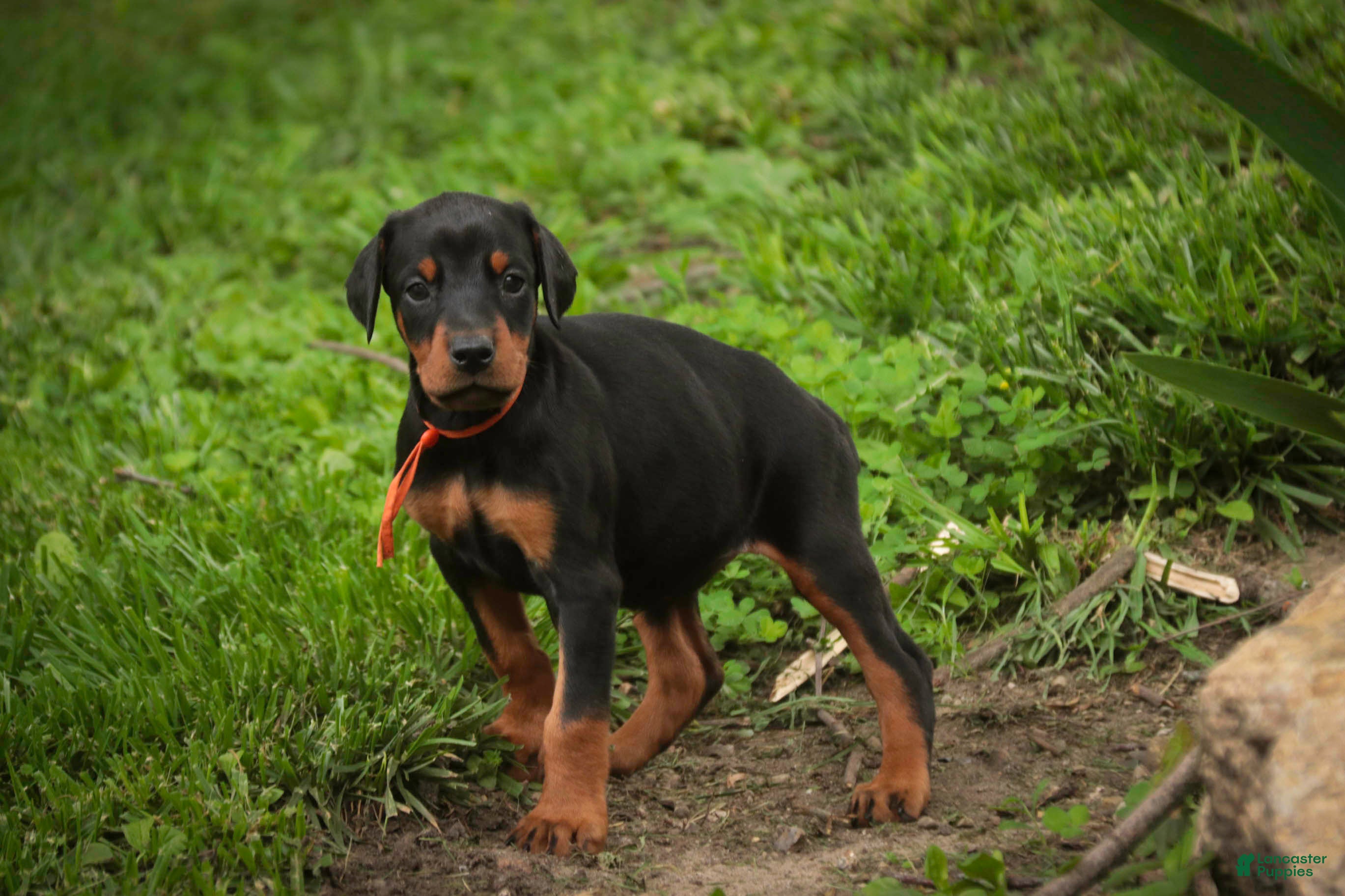 Doberman Pinscher dogs for sale: Isadora - Ad 4
