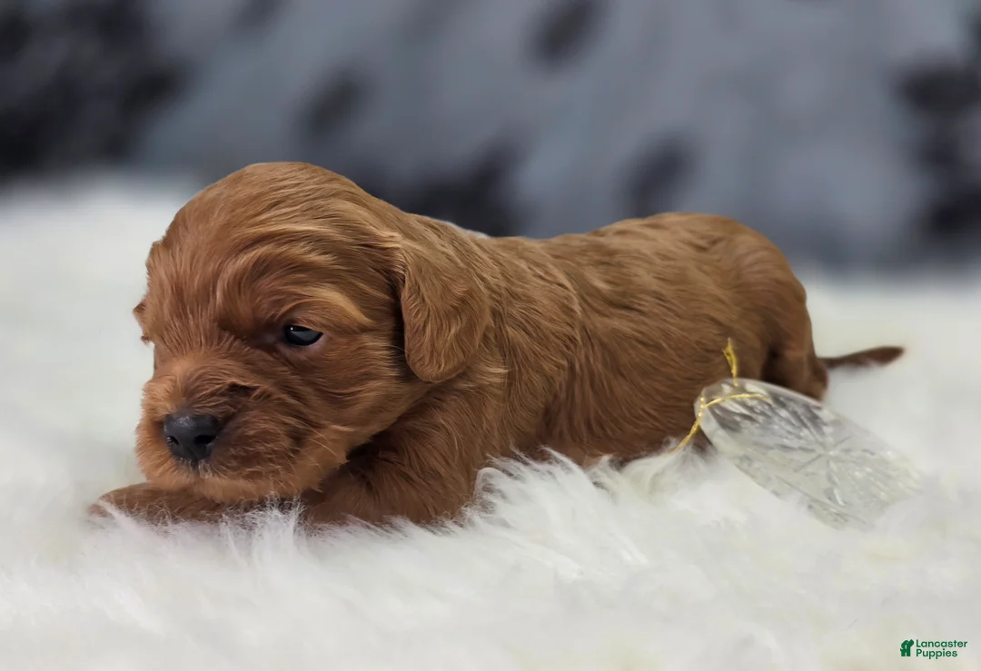Cavapoo dogs for sale: Sleet - Ad 5