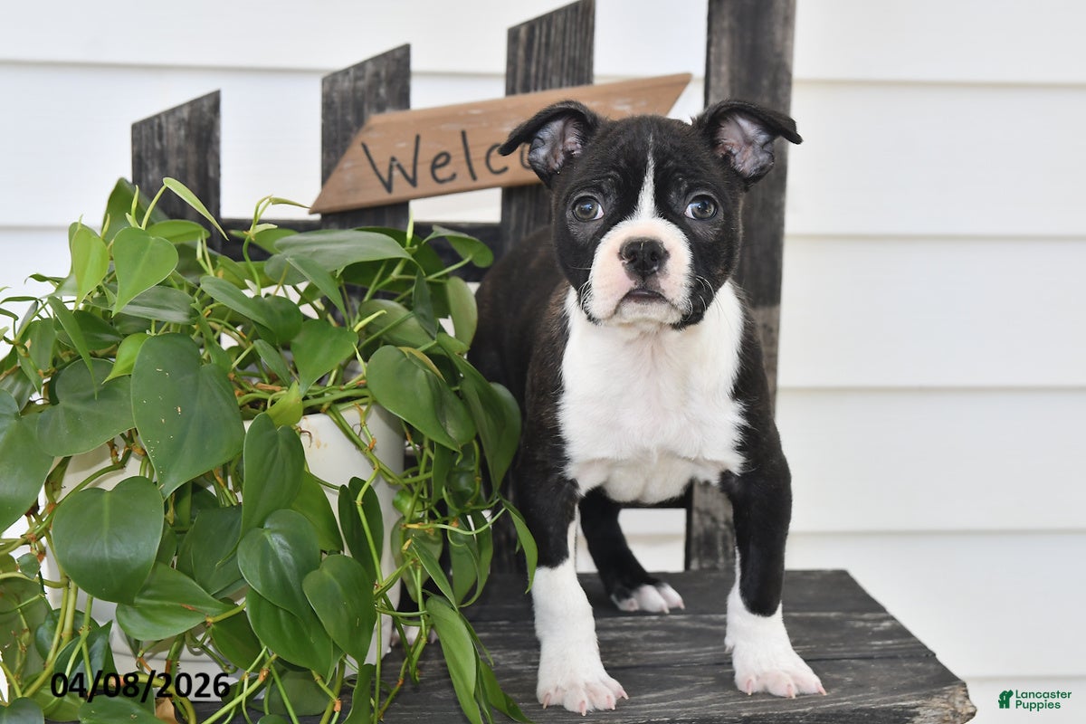 Boston Terrier dogs Preston - Ad 2
