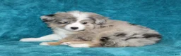 Miniature Australian Shepherd dogs for sale: Sandy - Ad 4
