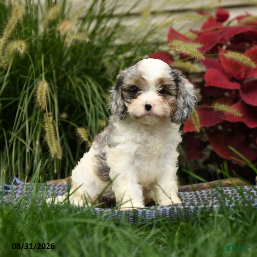 Cavapoo dogs Nala - Ad 1