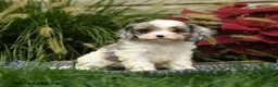 Cavapoo dogs for sale: Nala - Ad 1
