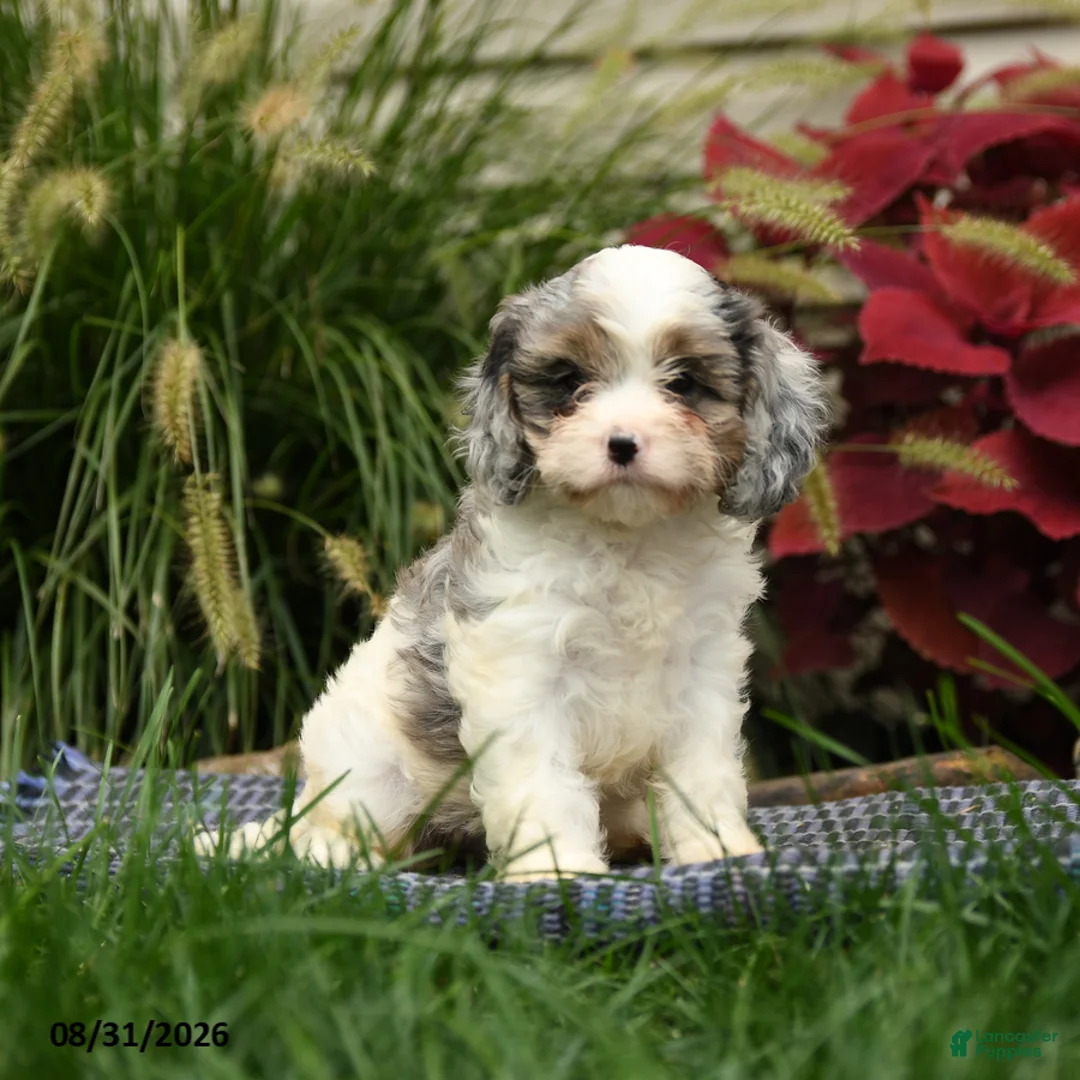 Cavapoo dogs for sale: Nala - Ad 1