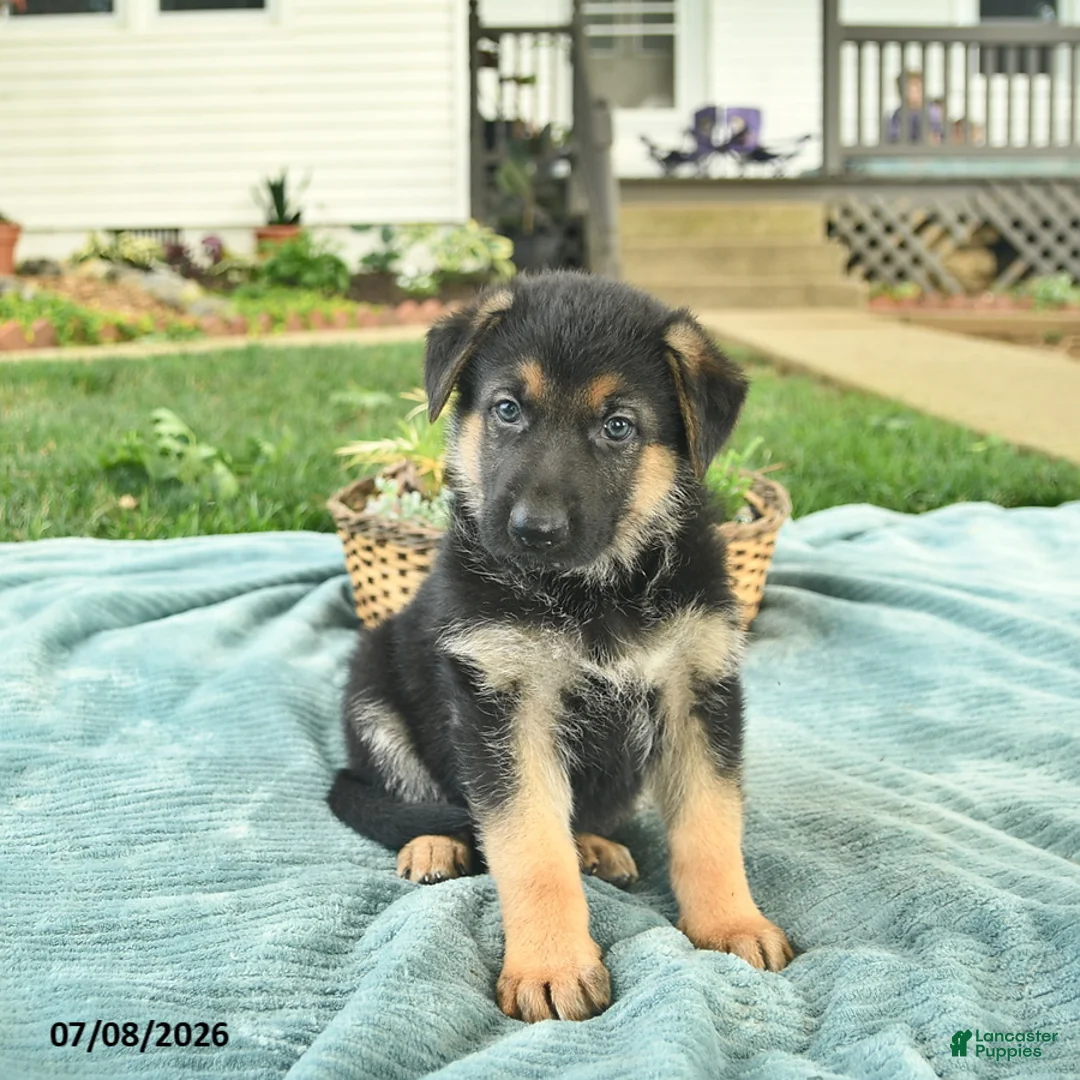 German Shepherd dogs for sale: Icon - Ad 2