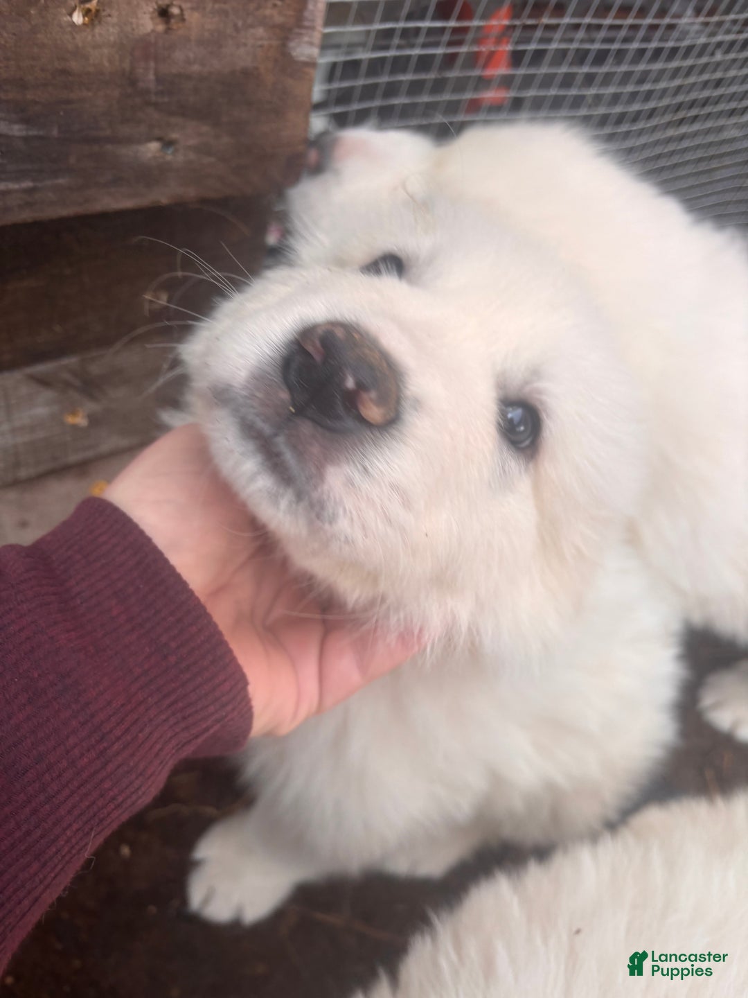 Great Pyrenees dogs for sale: Great Pyrenees Puppy 10 - Ad 1