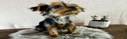 Yorkshire Terrier dogs for sale: Hallie - Ad 11