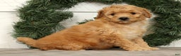 Mini Goldendoodle dogs for sale: Star - Ad 1