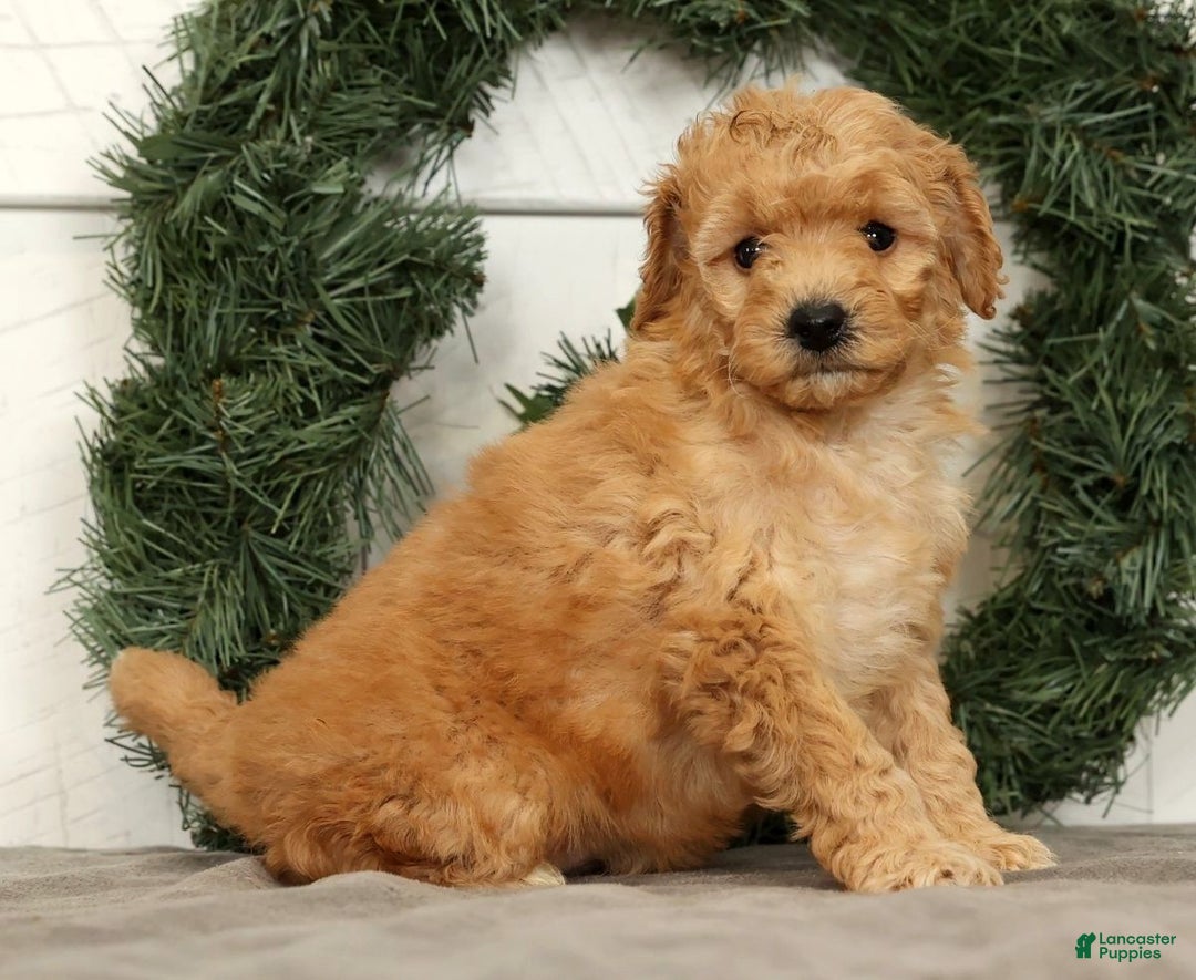 Mini Goldendoodle dogs for sale: Star - Ad 1