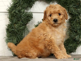 Mini Goldendoodle dogs Star - Ad 9