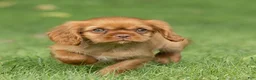 Cavalier King Charles Spaniel dogs for sale: Pepper Cavalier King Charles Spaniel  - Ad 3