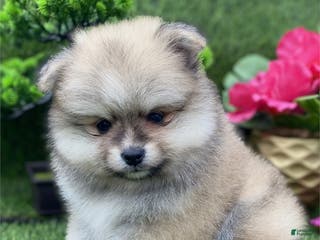 Toy Poodle dogs Toy Poodle Puppy 3 - Ad 16