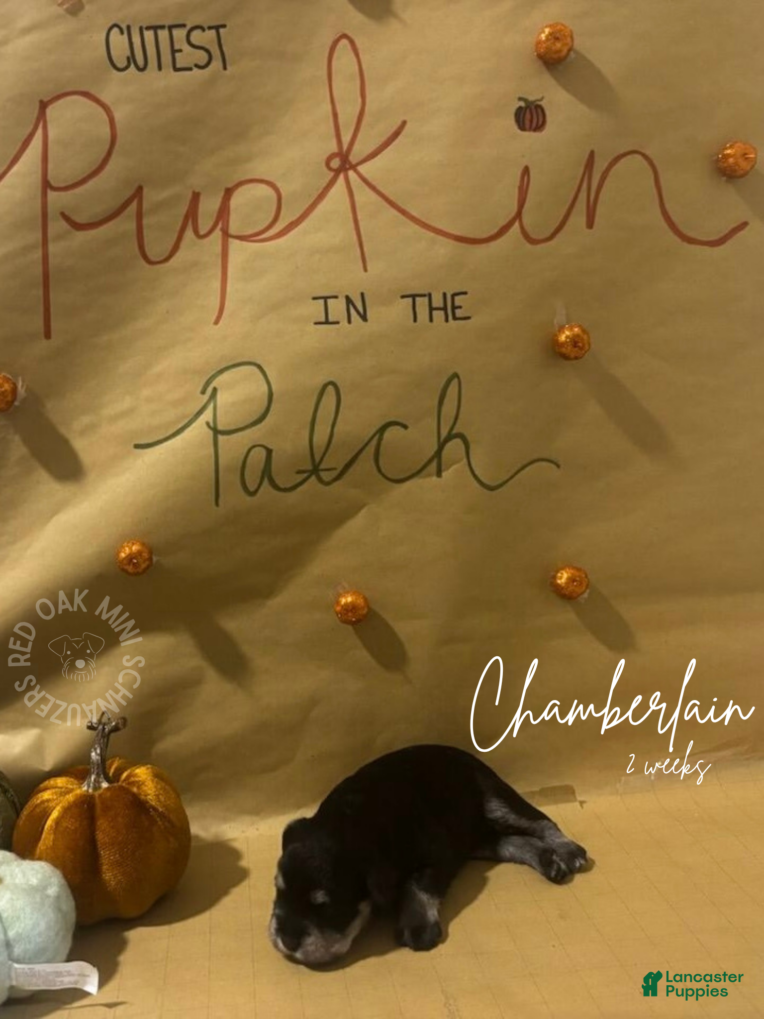 Miniature Schnauzer dogs Miniature Schnauzer Puppy 6 - Ad 4