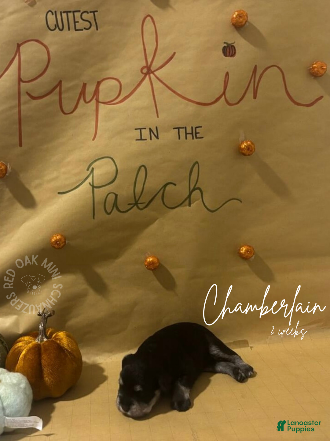 Miniature Schnauzer dogs for sale: Miniature Schnauzer Puppy 6 - Ad 1