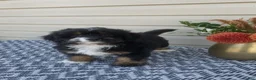 Mini Aussiedoodle dogs for sale: Remi - Ad 4