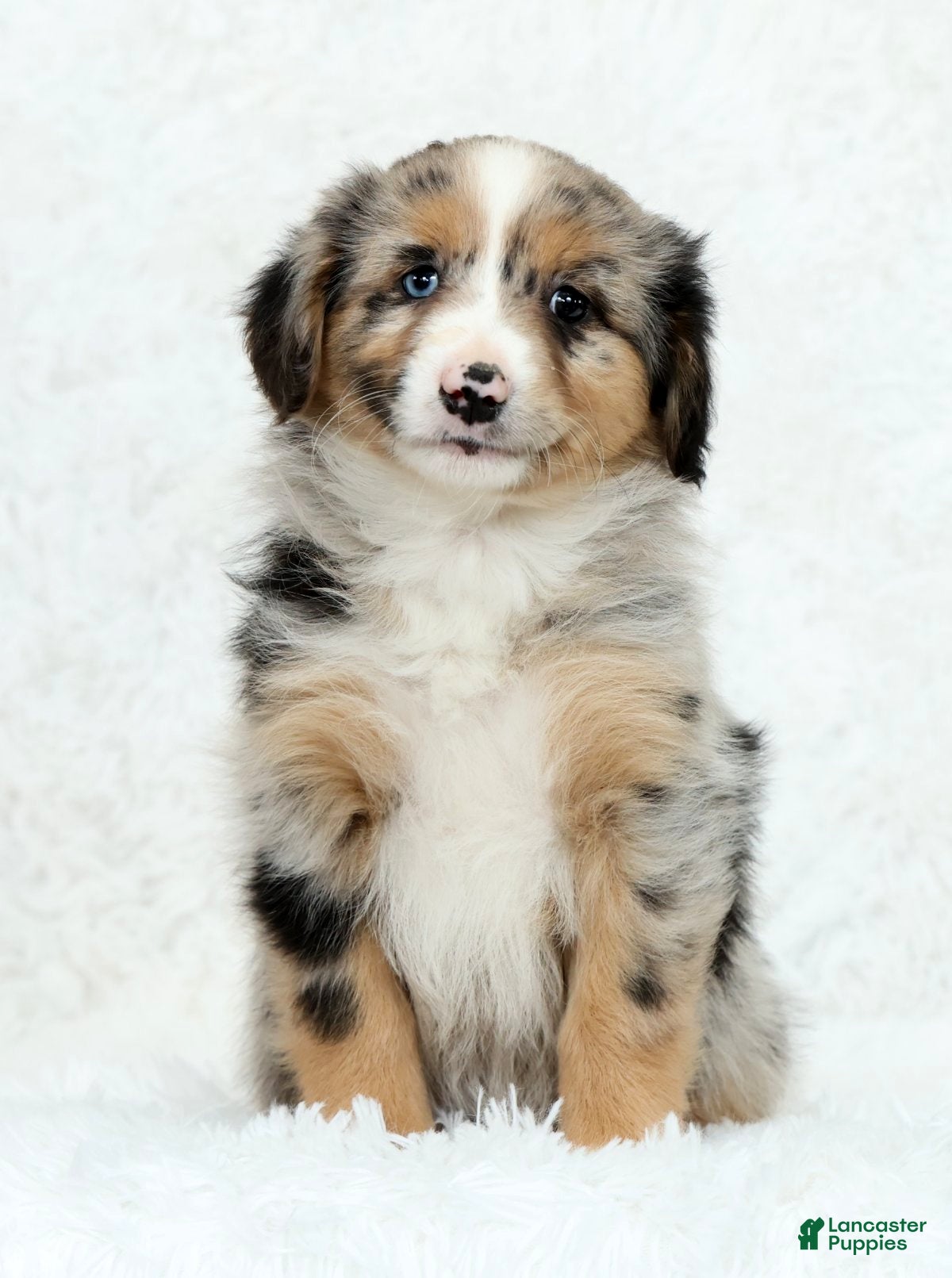 Australian Shepherd dogs Sophie - Ad 1