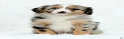 Australian Shepherd dogs for sale: Sophie - Ad 1
