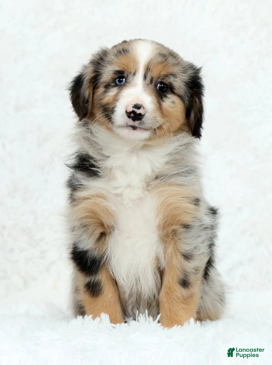Australian Shepherd dogs for sale: Sophie - Ad 1