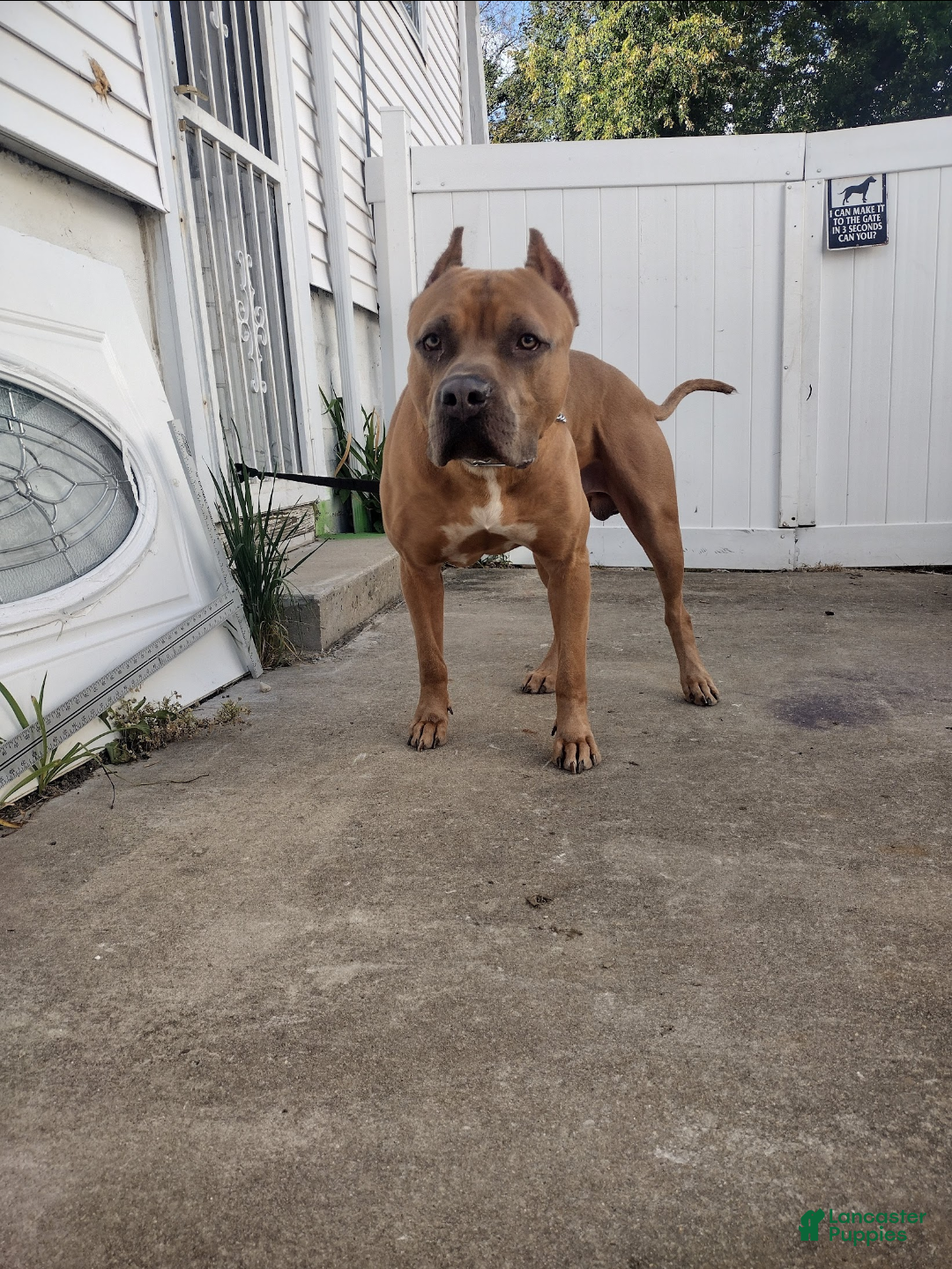 Mixed Breed dogs for stud: Hendrix  - Ad 4