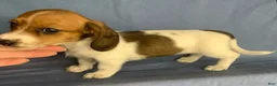 Miniature Dachshund dogs for sale: Chloe - Ad 13