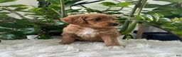 Mini Goldendoodle dogs for sale: Amber  - Ad 6