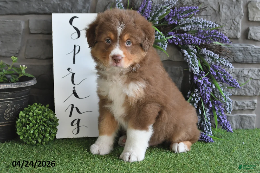 Australian Shepherd dogs for sale: Cody - Ad 1