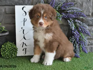 Australian Shepherd dogs for sale: Cody - Ad 1
