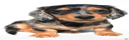 Miniature Dachshund dogs for sale: Angel - Ad 6